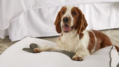 Pet Friendly Hotels Near Chicago The Westin Northwest Pet Friendly Hotels Near Chicago